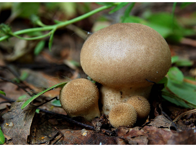 Мицелий Дождевика умбрового / Дождевик коричневый (Lycoperdon umbrinum)